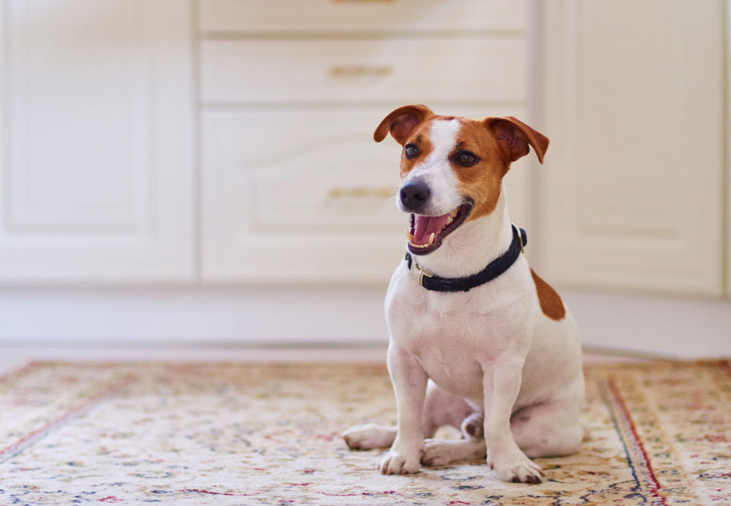 Claris Hotel Spa Barcelona 5 Grand Luxe Official Website